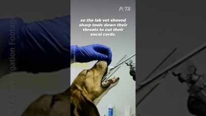 Dogs Mutilated, Cut Into, Denied Pain Relief, & More at High Quality Research