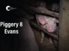 Evans Piggery, Sebastian | Vic Pigs 2025