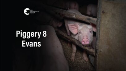 Evans Piggery, Sebastian | Vic Pigs 2025