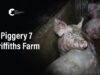 Griffiths Farms, McMillans | Vic Pigs 2025