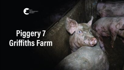 Griffiths Farms, McMillans | Vic Pigs 2025