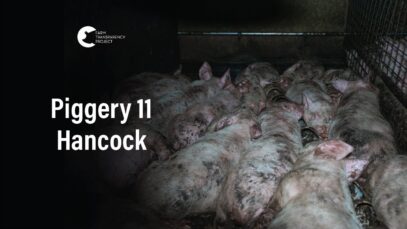 Hancock Piggery, Leitchville | Vic Pigs 2025