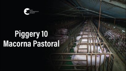 Macorna Pastoral Breeder, Mincha West | Vic Pigs 2025