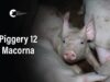 Macorna Piggery, Leitchville | Vic Pigs 2025