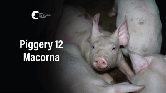 Macorna Piggery, Leitchville | Vic Pigs 2025