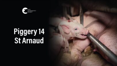 St Arnaud Piggery, St Arnaud | Vic Pigs 2025